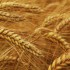Семена элиты озимой пшеницы
