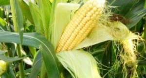 Семена подсолнечника, кукурузы