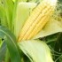Семена подсолнечника, кукурузы